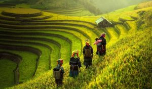 תמונות יפות לסלון, נשים בשדה אורז ירוק | מס' L-018