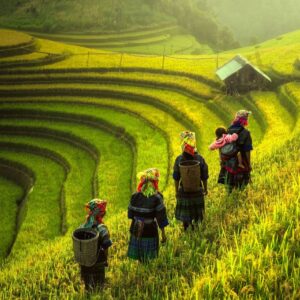 תמונות יפות לסלון, נשים בשדה אורז ירוק | מס' L-018