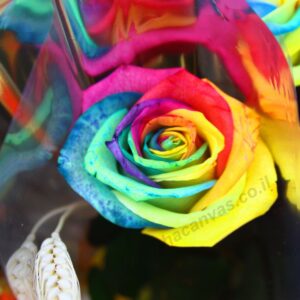 תמונות צילום מקורי | תמונות קיר לבית, להדפסה - ורד צבעוני 7 | חיוכים - הדפסות קנבס ומגנטים לאירועים