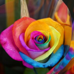 תמונות צילום מקורי | תמונת קיר לבית, להדפסה - ורד צבעוני 4 | חיוכים - הדפסות קנבס ומגנטים לאירועים