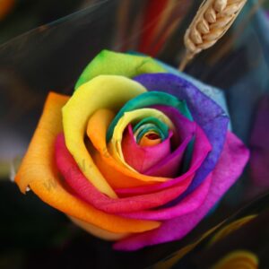 תמונות צילום מקורי | תמונת קיר לבית, להדפסה - ורד צבעוני 5 | חיוכים - הדפסות קנבס ומגנטים לאירועים