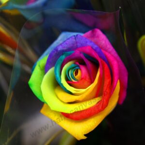 תמונות צילום מקורי | תמונת קיר לבית, להדפסה - ורד צבעוני | חיוכים - הדפסות קנבס ומגנטים לאירועים